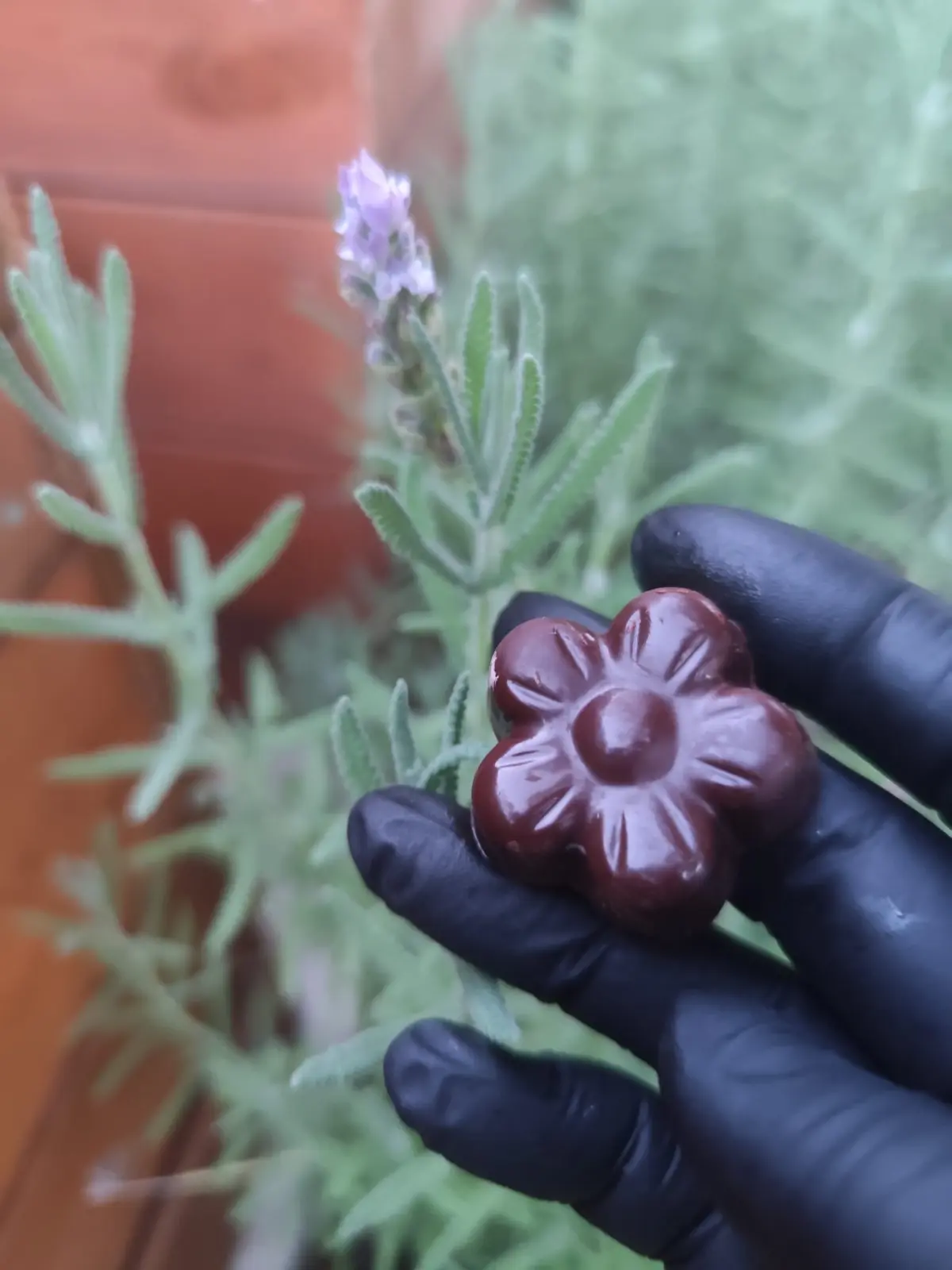 Cioccolatino Amnesia accostato alla lavanda durante una prova nel giardino
