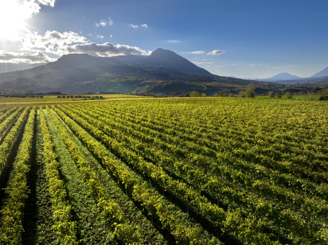 Paesaggio e vigneti del territorio sannita